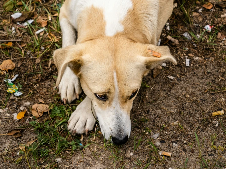 a close up of a dog with leaves on the ground
