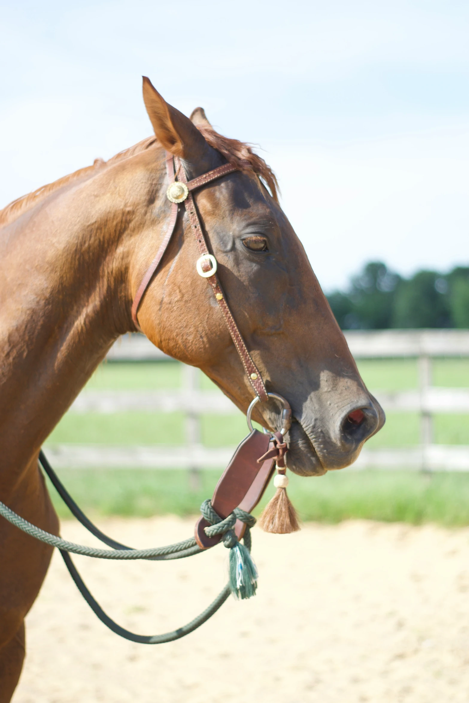 a brown horse wearing a bridle and halters