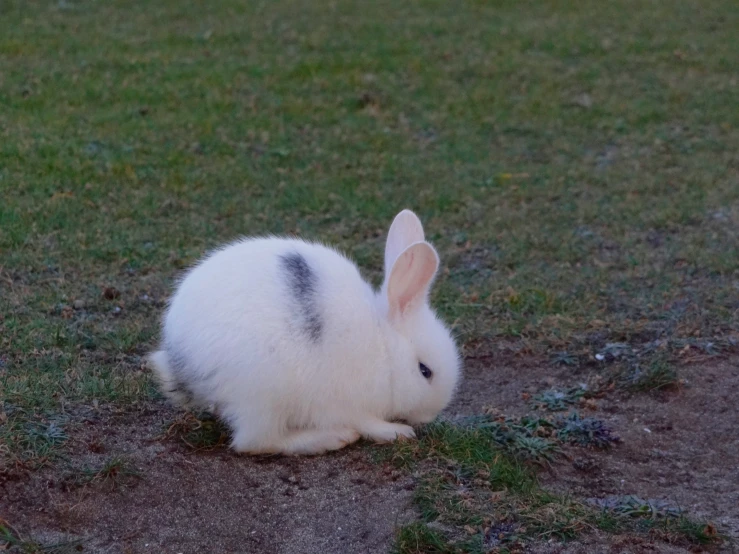 a small white rabbit sitting in the grass