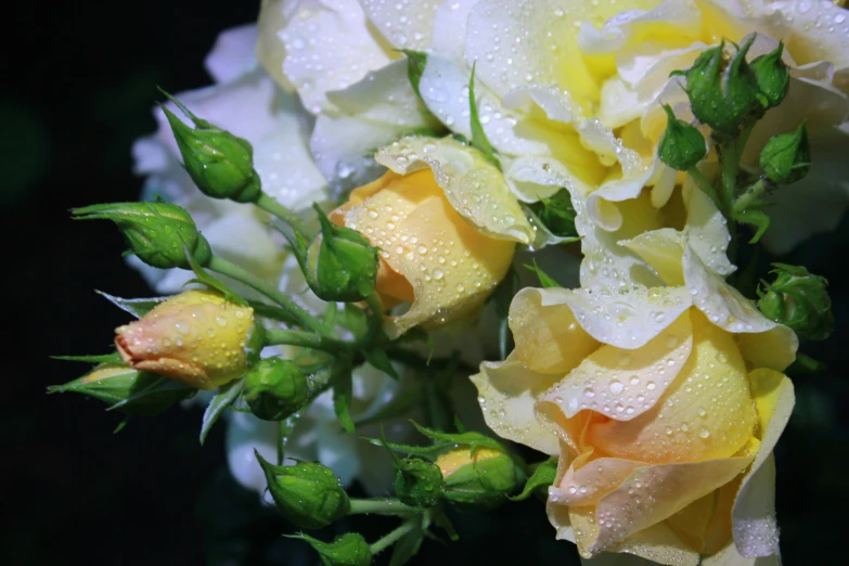 a bunch of wet flowers on the ground