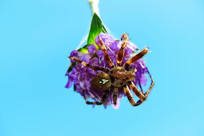 the spider has caught the bee in its web