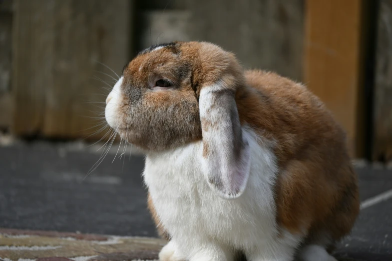 a rabbit that is sitting up on the ground