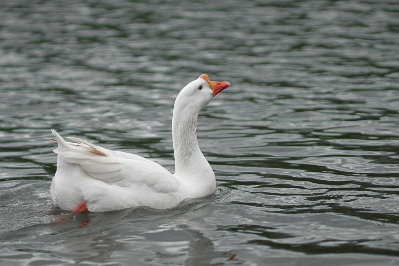 a white swan flapping its wings in a lake