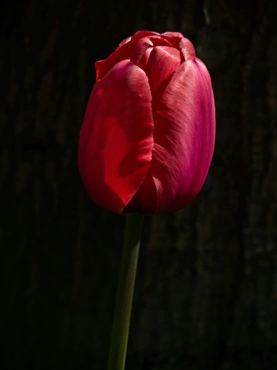 a flower with a thin stem and dark background