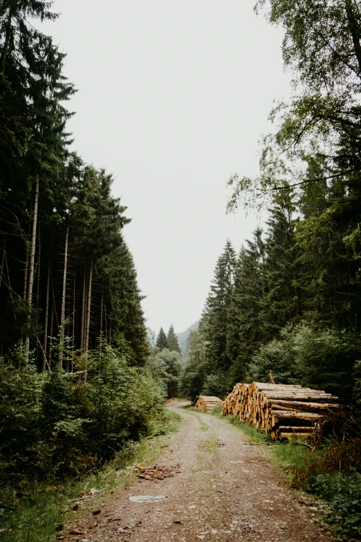 many pieces of wood sit in the middle of a dirt road