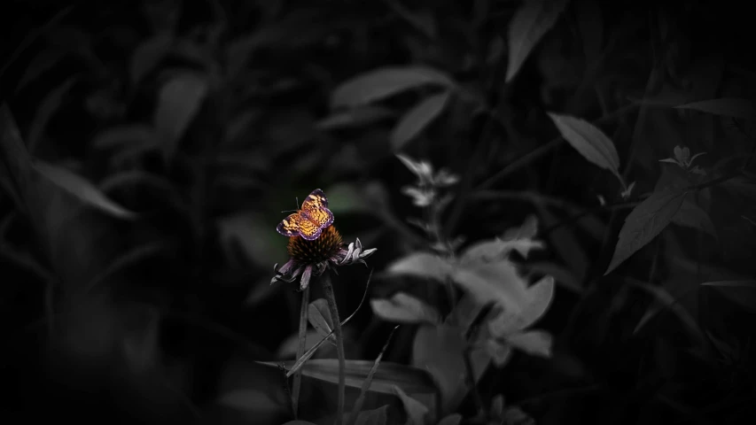 a colorful erfly is standing on a dark, dark flower