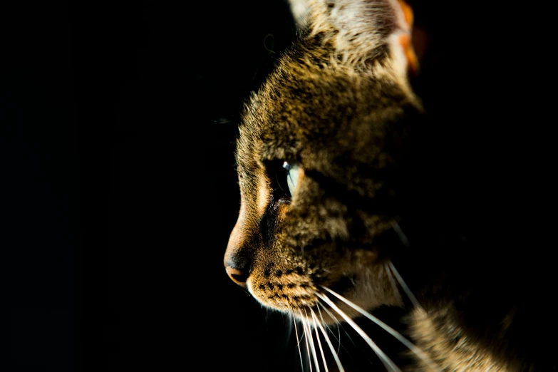 a cat stares intently into the distance in the dark