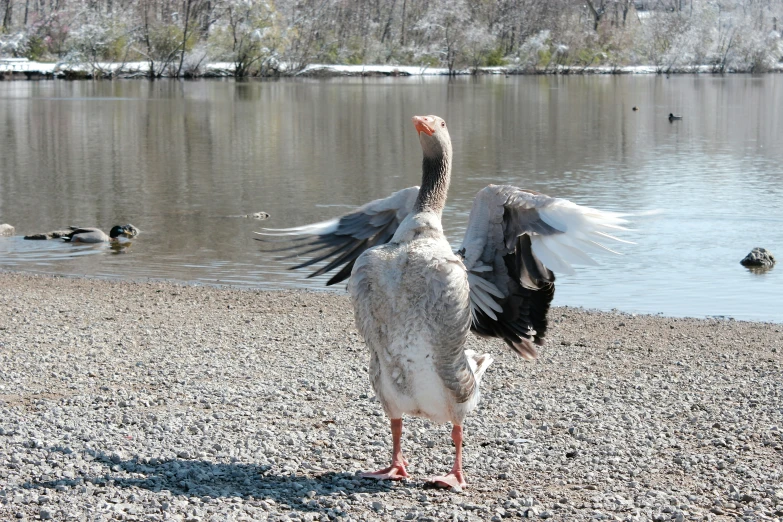 the duck is flaps his wings on a beach