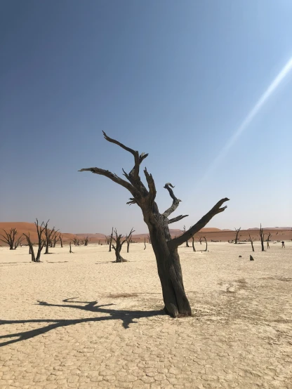 there is a dead tree in the middle of the desert