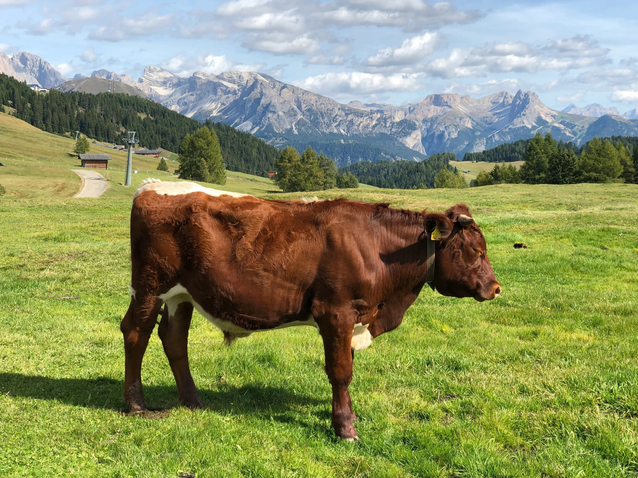 the cow stands in the pasture looking at soing