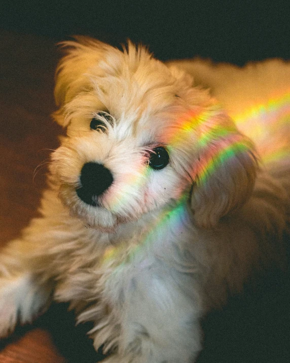 a dog with multicolored light shining on it