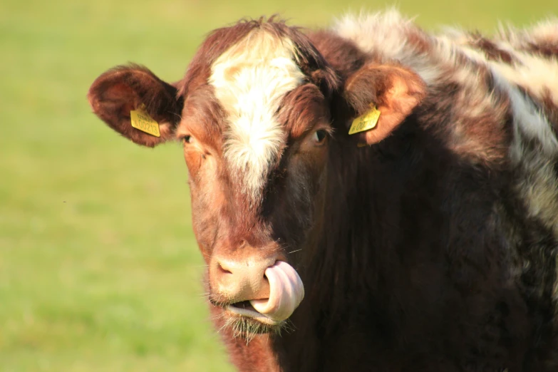 a close up of a cow looking to its left