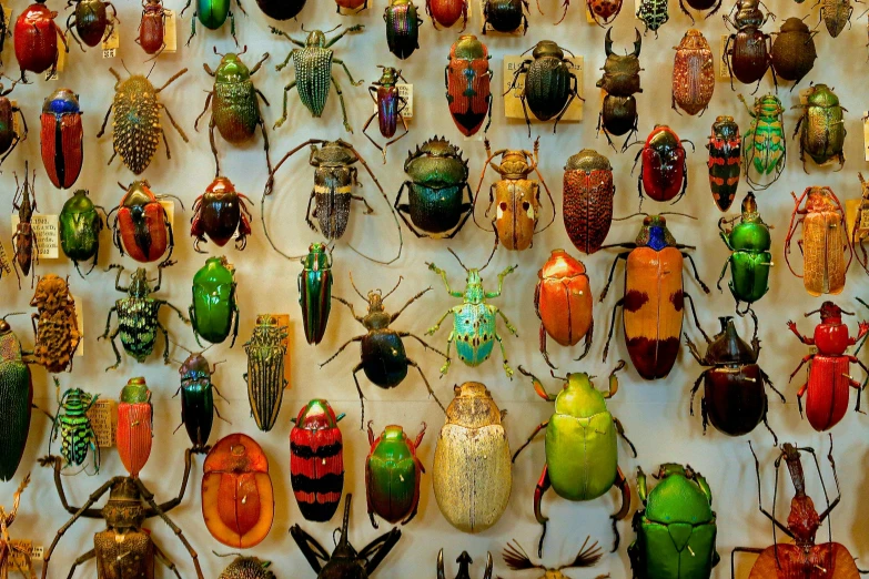 collection of different colored beetle with a wall of bugs