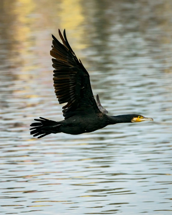 there is a bird that is flying over the water