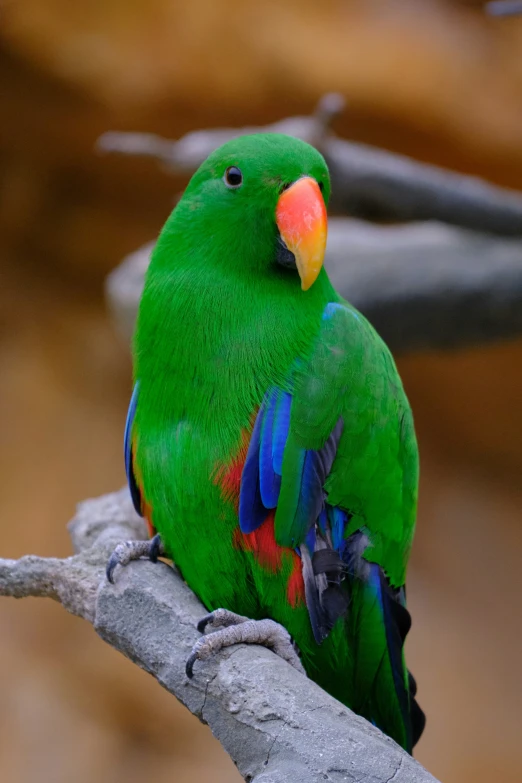 the bird is green and red with yellow beak