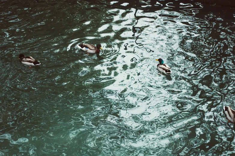 three ducks floating in the middle of the water