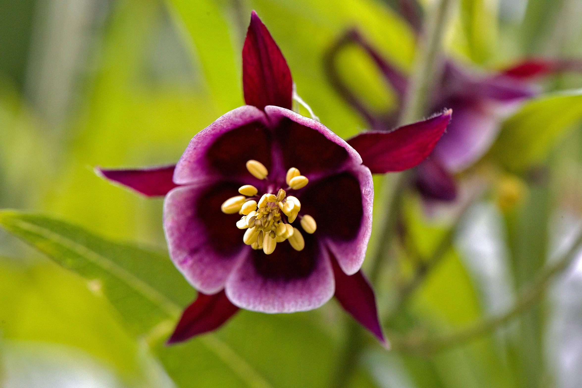 a flower in the middle of some green plants