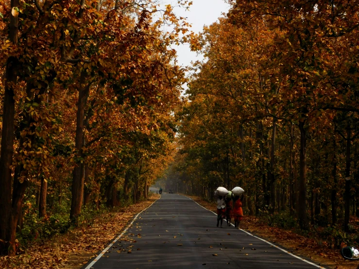 two people holding umbrellas walking down a tree lined road