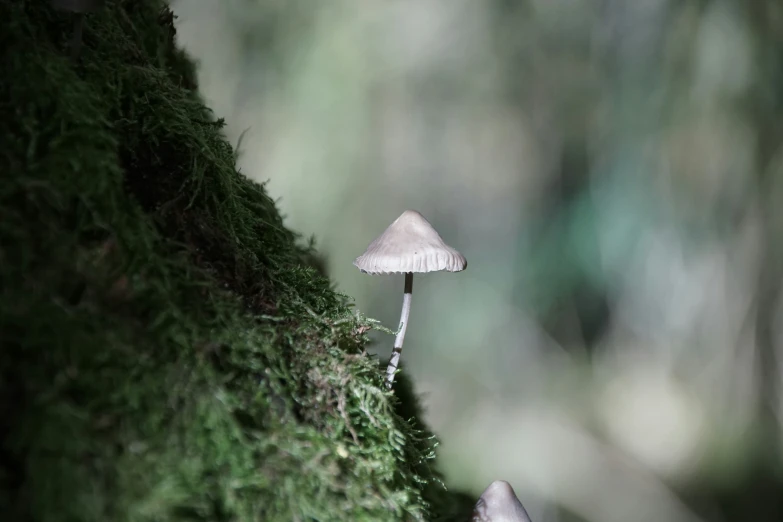 a small mushroom on a tree limb