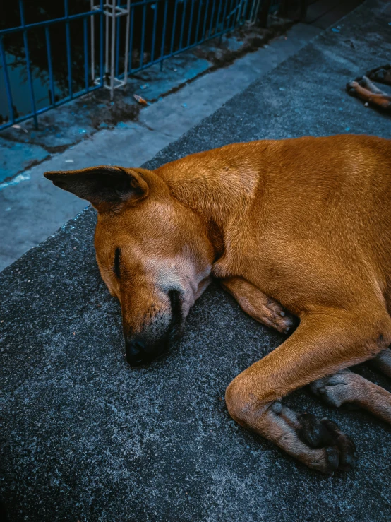 an image of a large dog that is sleeping on the ground