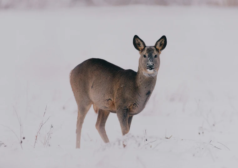 a mule standing in a snowy field near some brush