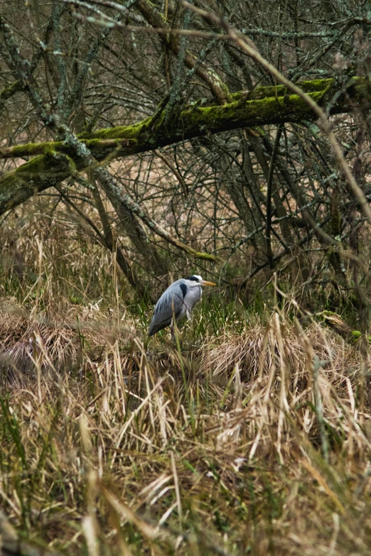 a bird stands on the ground between trees