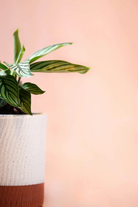 a plant growing out of a white, black and brown pot