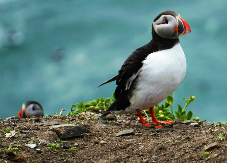 there is a puffy bird standing on a rocky hill