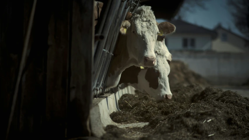 a cow is sticking its head through the fence