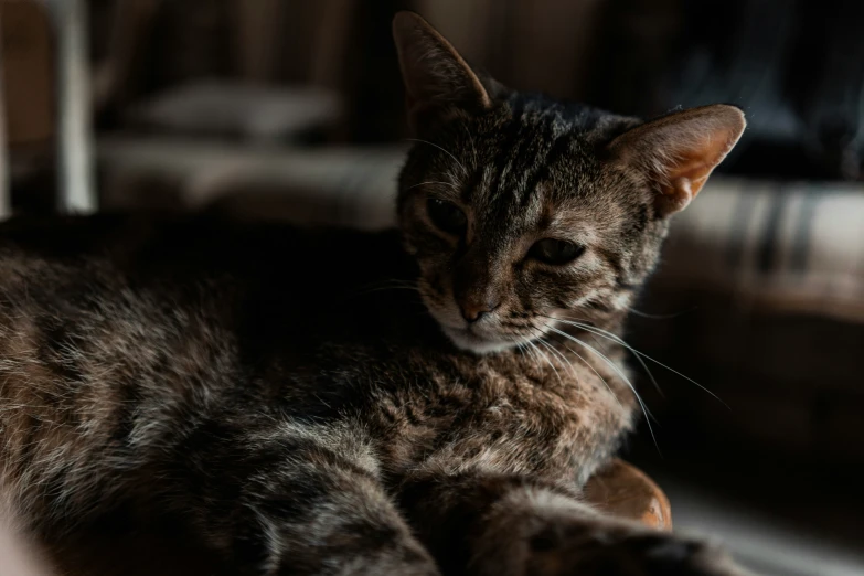 a cat sitting on the floor and staring at soing