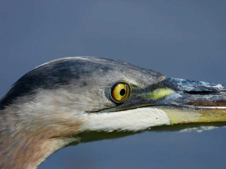 a closeup of the head and eyes of a duck