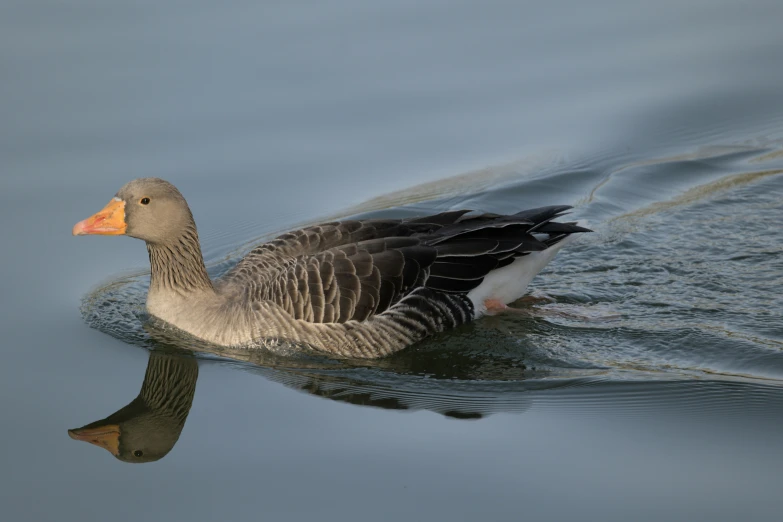 an image of a duck swimming in the water