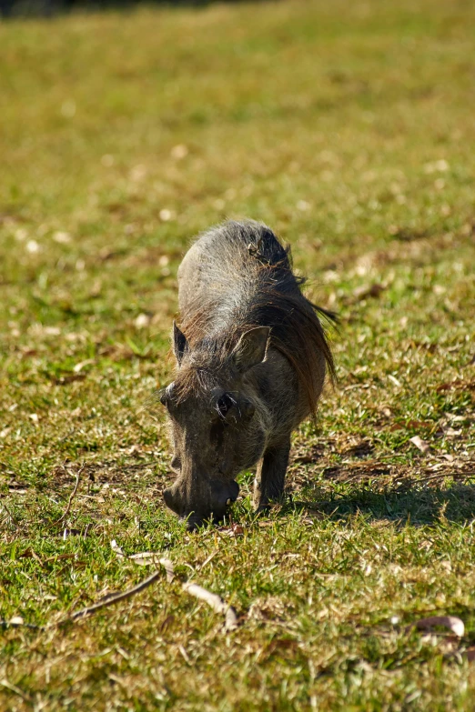 small wild boar walking across a field in the daytime