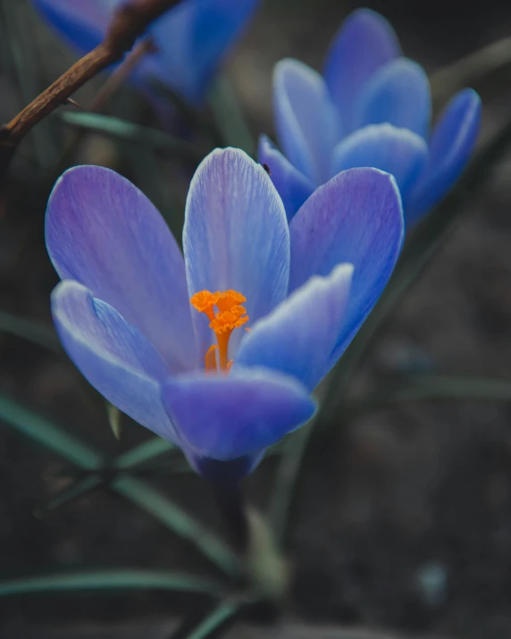 small blue flower with one orange stamen