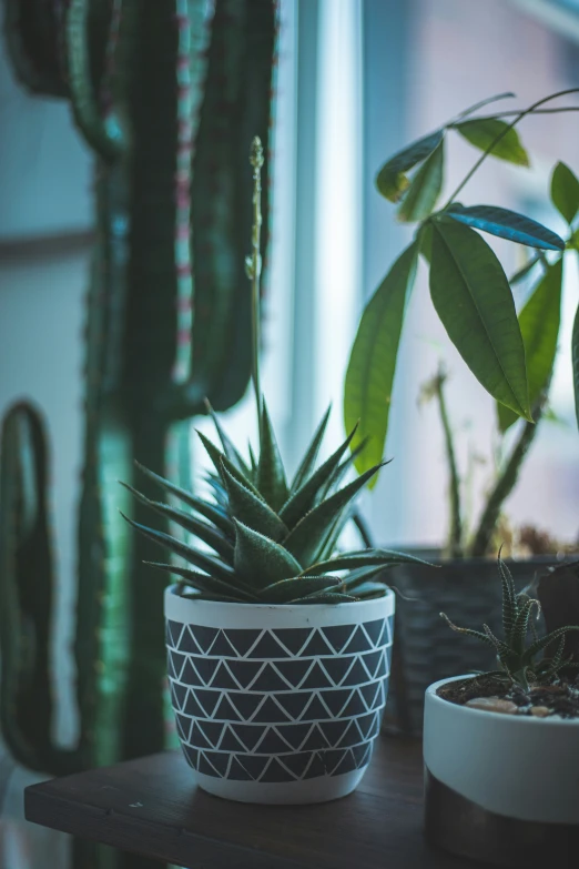 some very cute plants sitting on a table