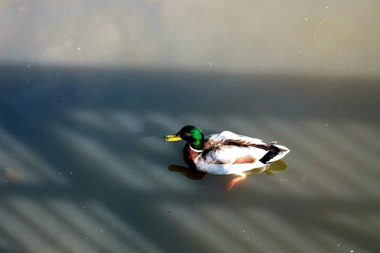 the duck floats on the water near some clouds