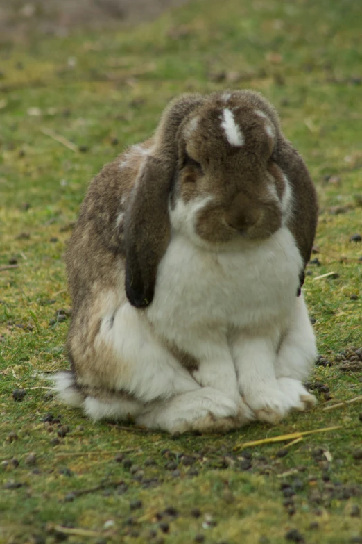 an adorable rabbit that is sitting in the grass