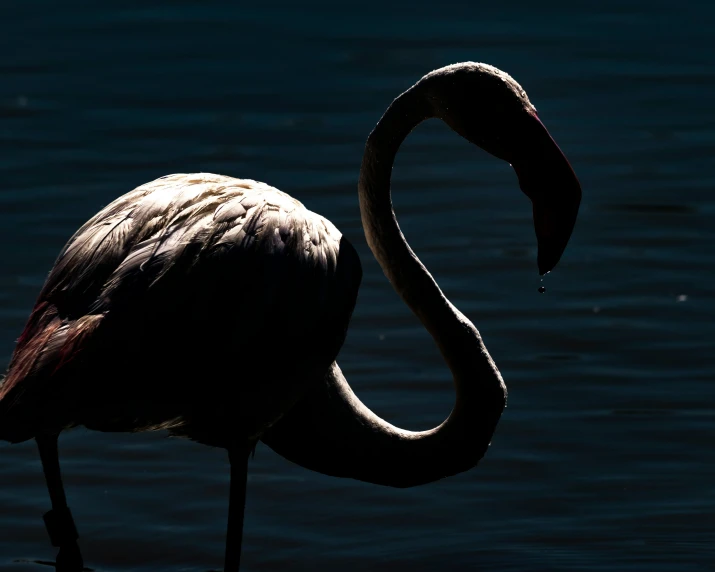 a flamingo is standing on the water while facing the camera