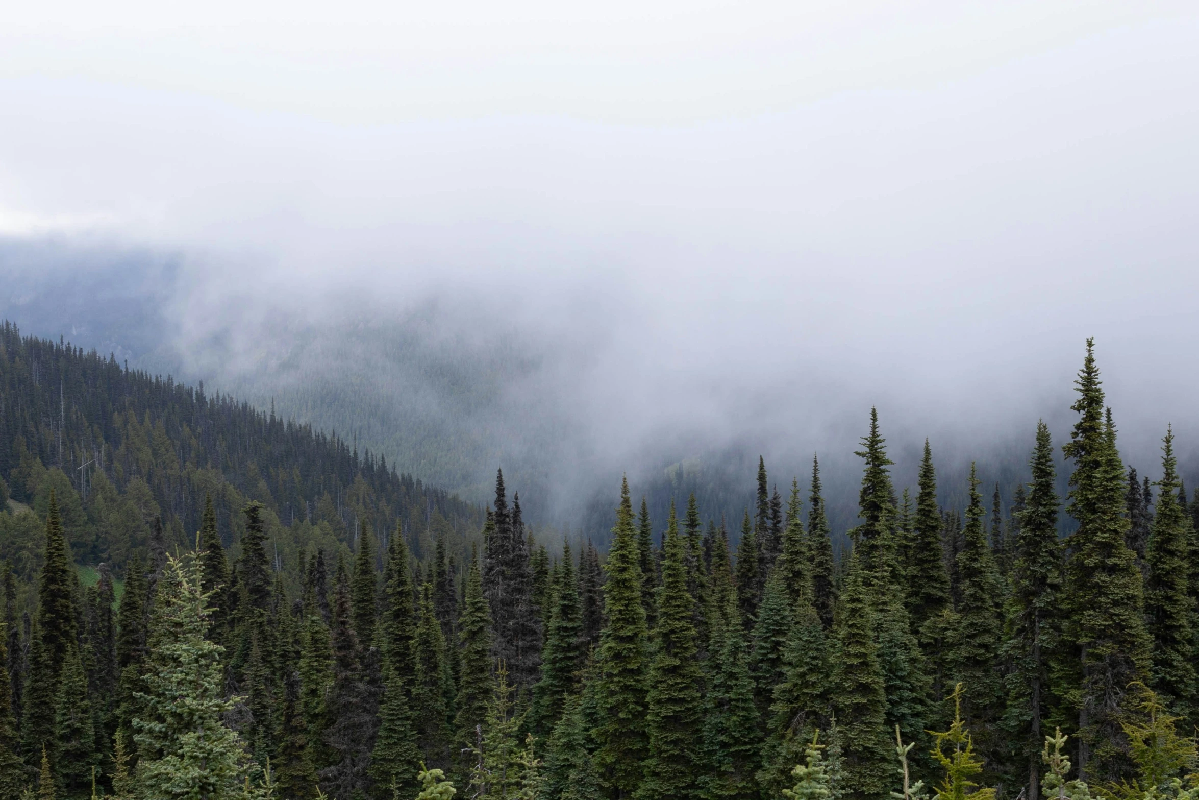 forest covered in thick fog and low clouds