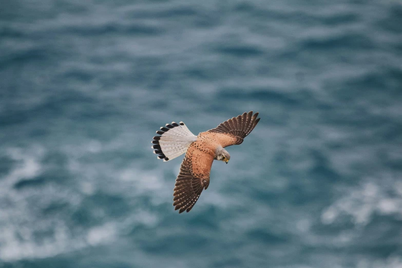 an eagle flying over the water with blue sky above