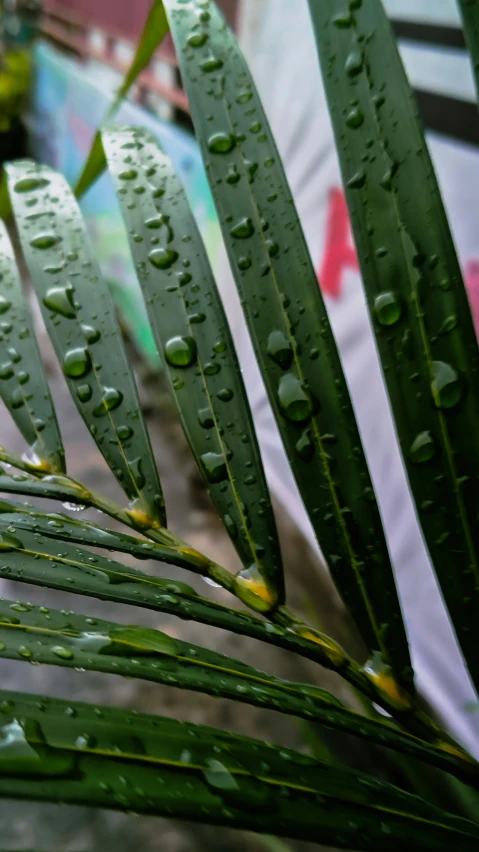 green leaves covered in rain next to the wall