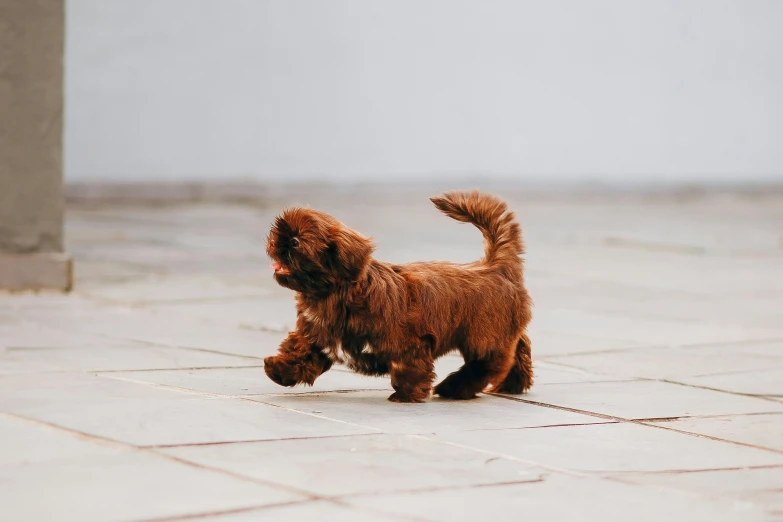 small brown dog running across the street on a wet day