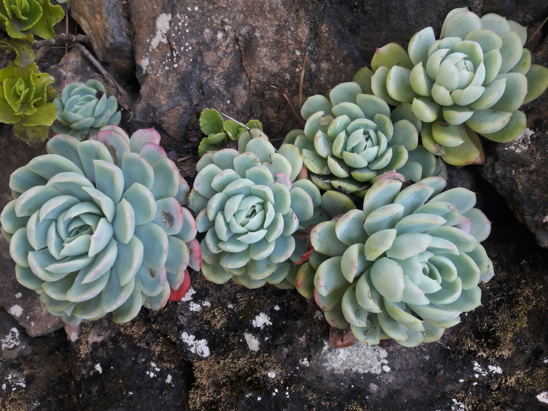 small succulents growing on the rocks