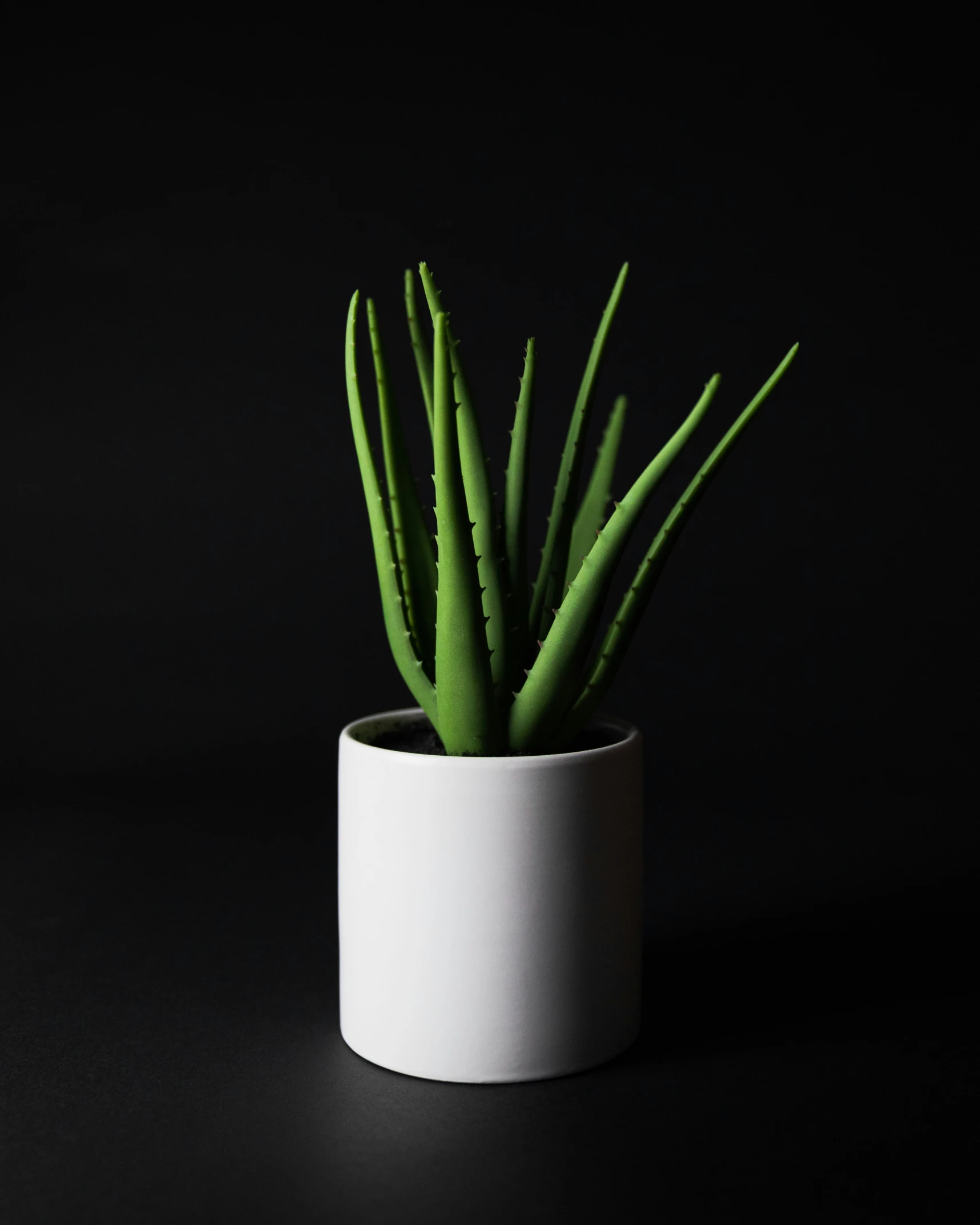 the potted plant is on a table, with a black background