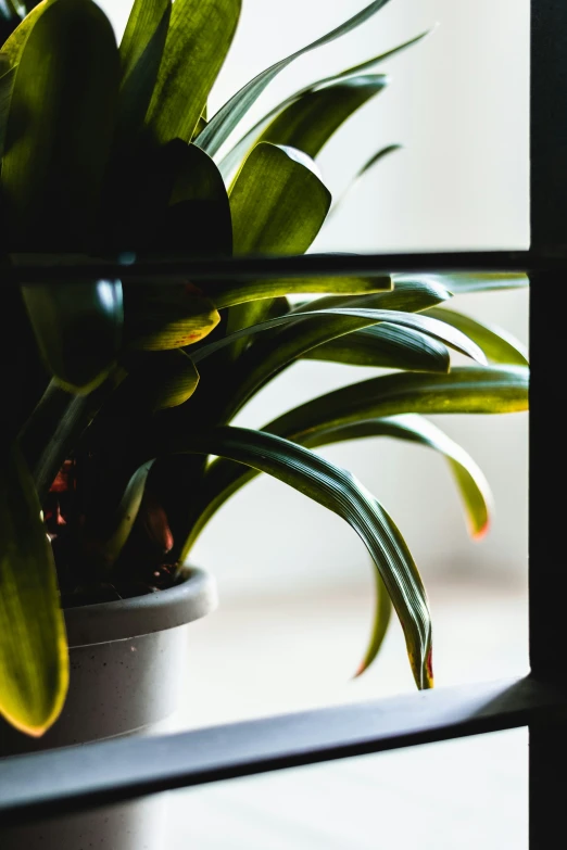 close up of plants in a pot beside the window