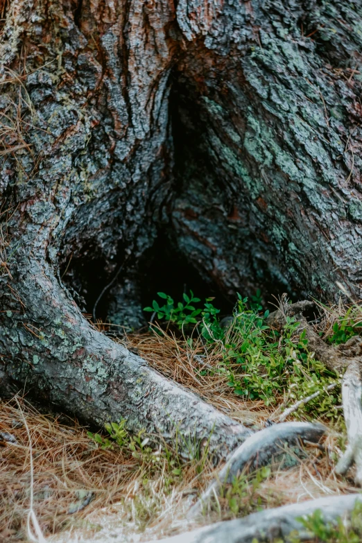 a bird is standing by a tree looking into the hollow