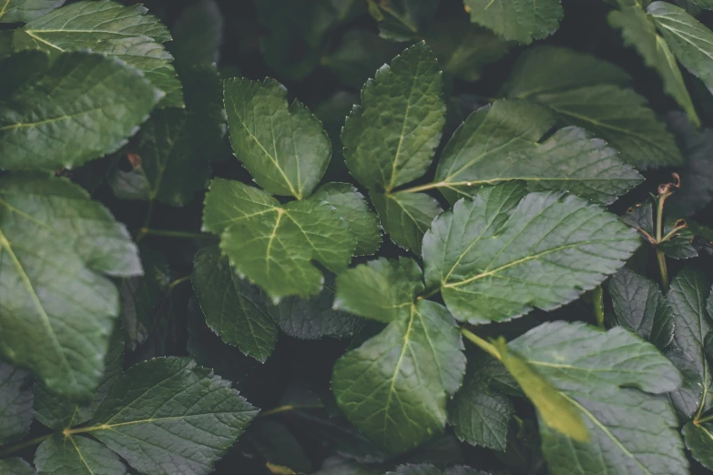 a closeup of a green leafy plant