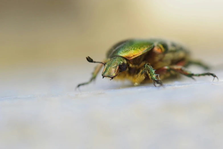 this is a close up po of a bug