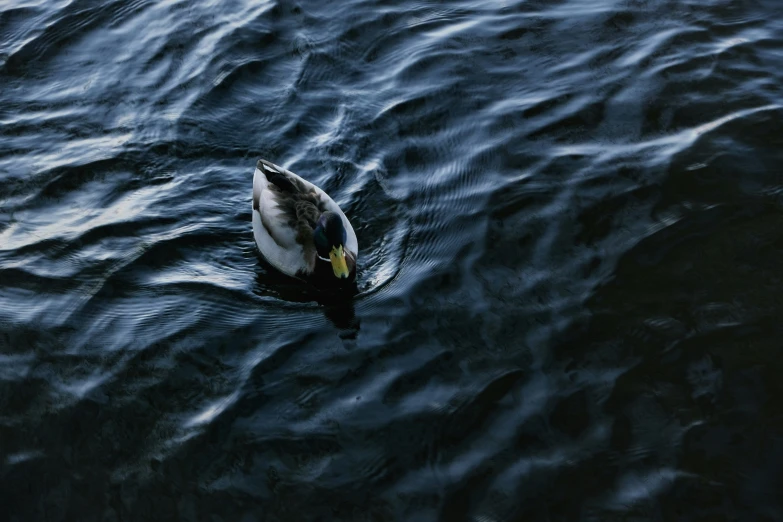 an duck floating on a body of water