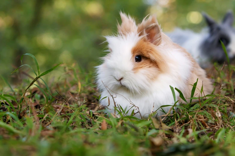 two white and brown fluffy rabbits sitting in some grass